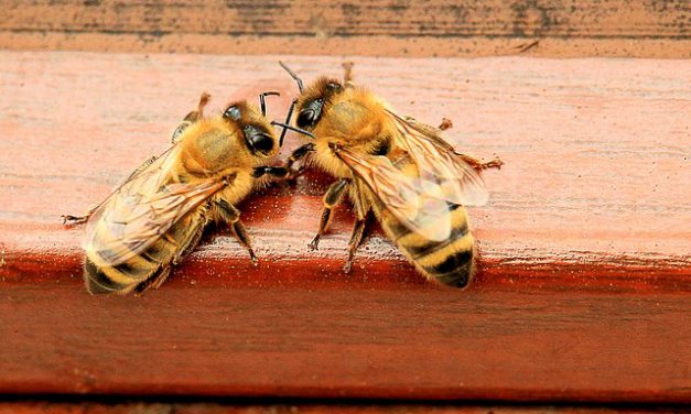Na terenie Wielkopolski wykryto ognisko zgnilca amerykańskiego | Portal pszczelarski pszczoly.eu