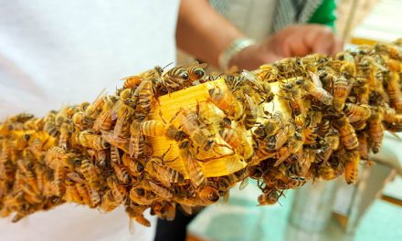 Pół miliona złotych na odbudowę populacji pszczół w Zachodniopomorskiem | Pszczoly.eu