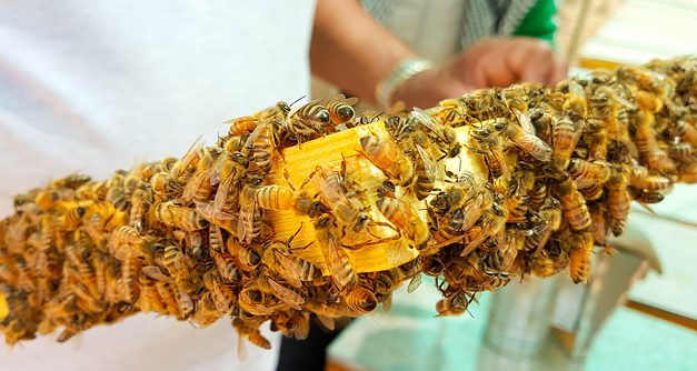 Jad pszczeli i leczenie jadem pszczelim (apitoksynoterapia) | Pszczoly.eu