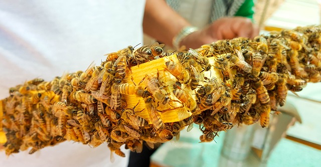Już w najbliższą niedzielę w Pszczelinach III Bieszczadzkie Święto Pszczoły | Pszczoly.eu