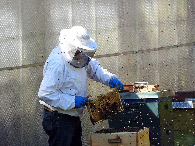 Polskie pszczelarstwo w liczbach | Portal pszczelarski Pszczoly.eu