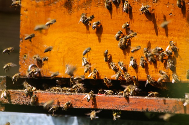Nowe odkrycie: pszczoły mądrzejsze niż sądzono? | Portal pszczelarski pszczoly.eu