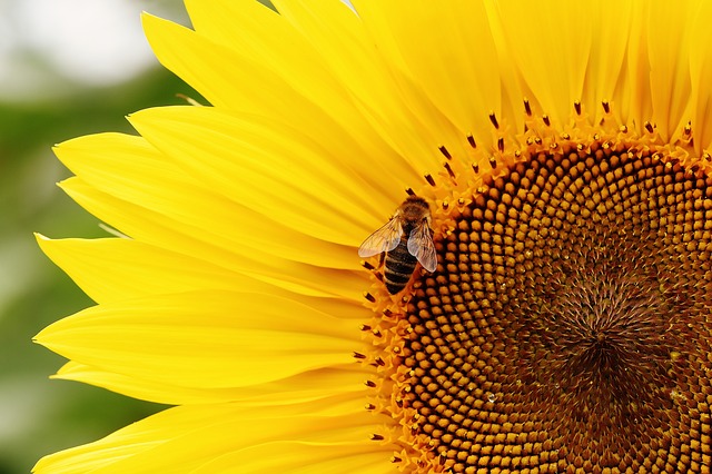 8 sierpnia obchodzimy Wielki Dzień Pszczół
