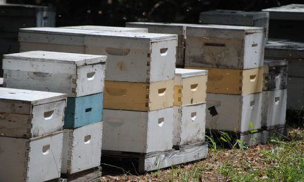Choroby pszczół: zgnilec amerykański (złośliwy)