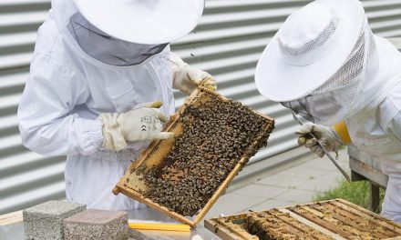 Szkolenie dla początkujących pszczelarzy w Boguchwale | Pszczoly.eu
