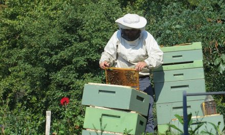 Dbajmy o pszczoły – konferencja pszczelarska w Sochaczewie | Pszczoly.eu