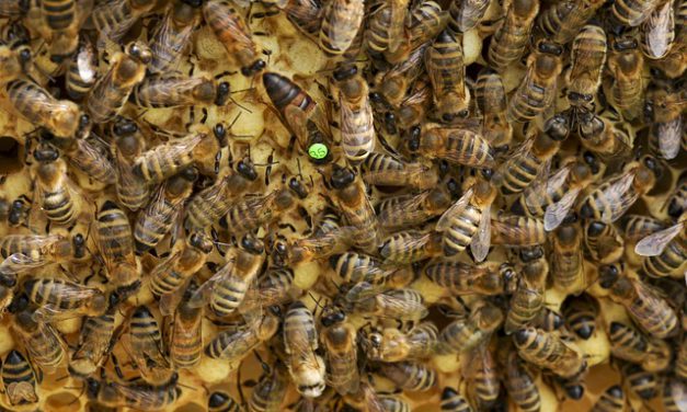 Przebadają 2 tysiące matek pszczelich pod kątem ich odporności na warrozę | Pszczoly.eu