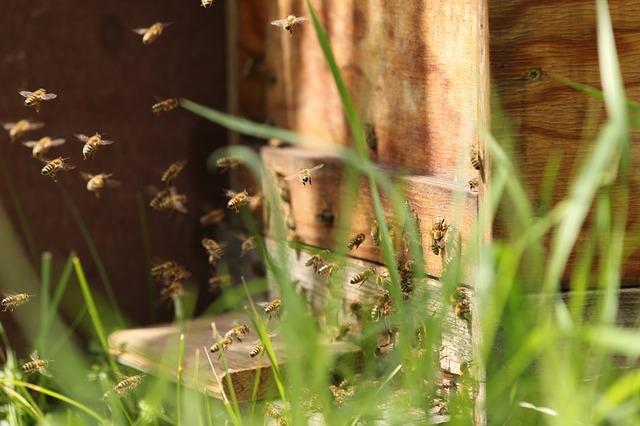 Mieszkańcy zdecydują, czy w Sopocie powstanie hotel dla pszczół