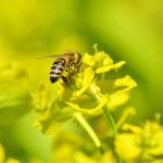 Stowarzyszenie Manko realizuje program “Małopolska Przyjazna Pszczołom”