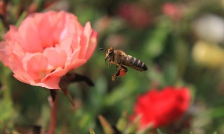 Wystartowała 9 edycja programu „Z Kujawskim pomagamy pszczołom” | Pszczoly.eu