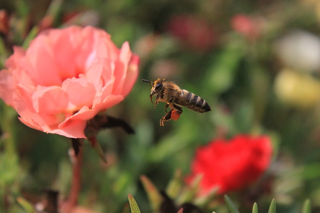 W przyszłym roku będziesz mógł wcielić się w pszczołę. Powstaje gra Bee Simulator