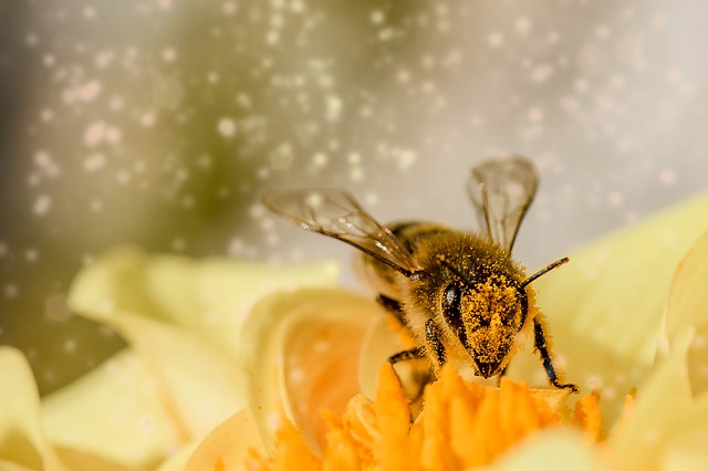 Jad pszczeli hamuje rozwój raka piersi | Pszczoly.eu
