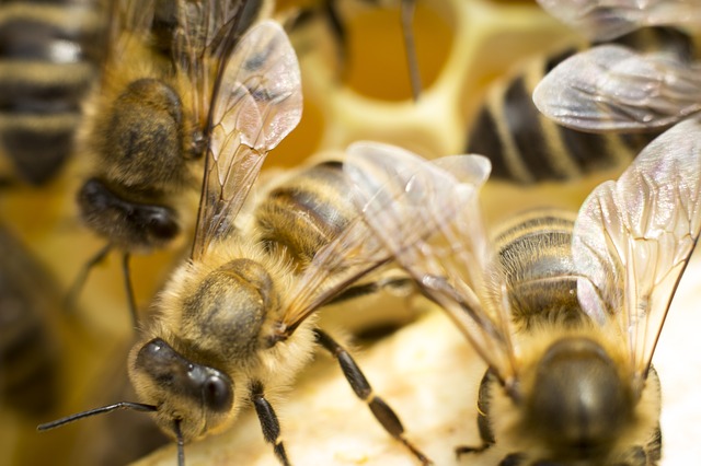 Wiosenne podkarmianie pszczół | Pszczoly.eu