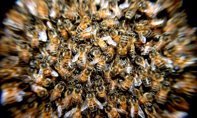 Aż trudno uwierzyć. Dzieci zabiły pół miliona pszczół | Pszczoly.eu