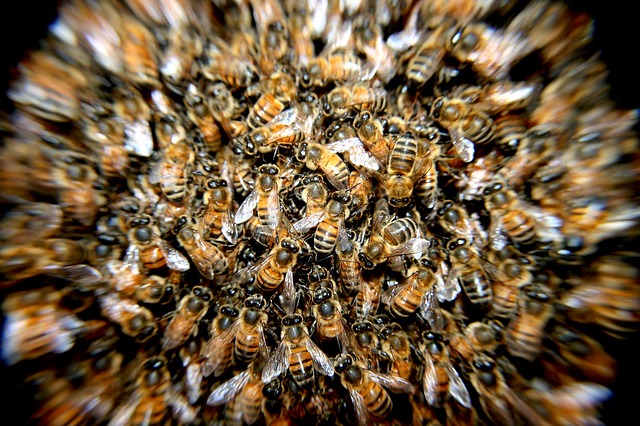 Aż trudno uwierzyć. Dzieci zabiły pół miliona pszczół | Pszczoly.eu