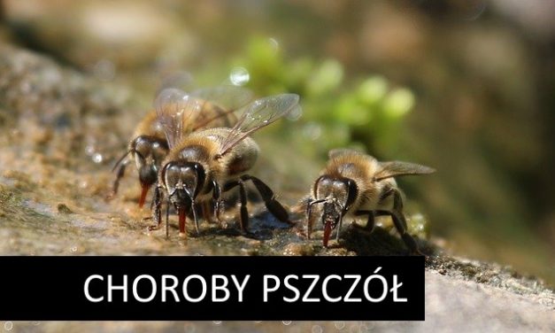 Nosemoza pszczół (choroba sporowcowa lub zarodnikowcowa) – czym jest i sposoby zwalczania