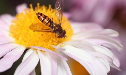 Pszczoły wykorzystywane do przenoszenia środków ochrony roślin | Pszczoly.eu