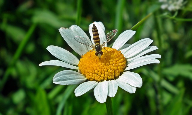 Muchówki mogą przenosić choroby pszczół | Pszczoly.eu