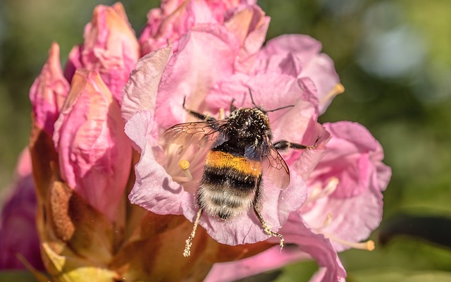 W Olsztynku powstało „Ziołowe królestwo dzikich pszczół” | Pszczoly.eu