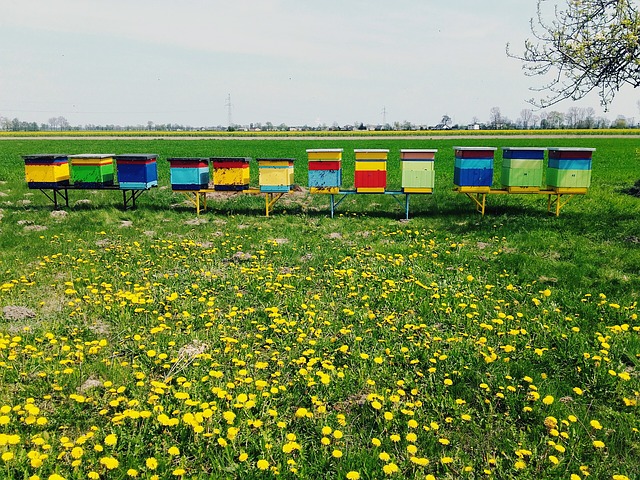 W Niemczech wystartowała platforma łącząca rolników i pszczelarzy
