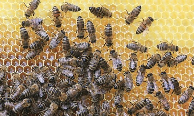 Piknik pszczelarski w Parku Etnograficznym w Tokarni | Pszczoly.eu