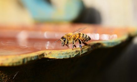 Polacy wymyślili papier ratujący pszczoły | Pszczoly.eu