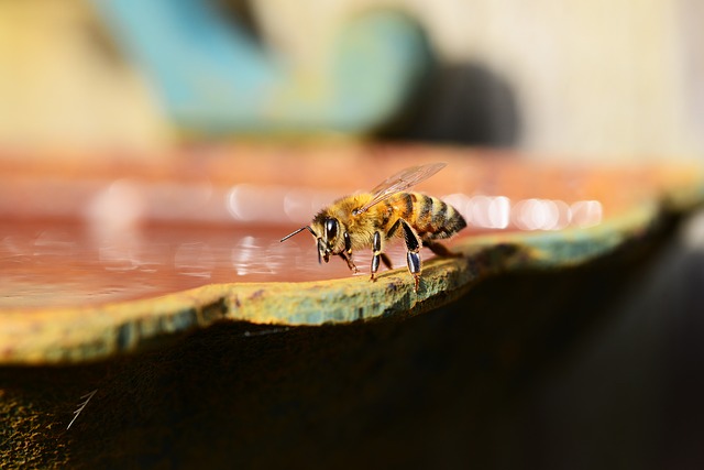 Polacy wymyślili papier ratujący pszczoły | Pszczoly.eu