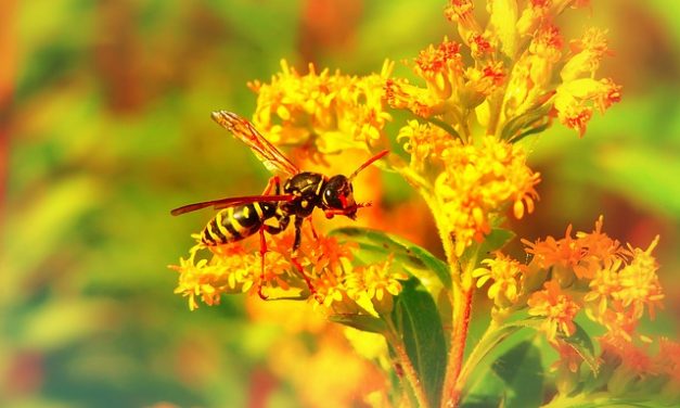 Pestycydy zaburzają równowagę pszczół