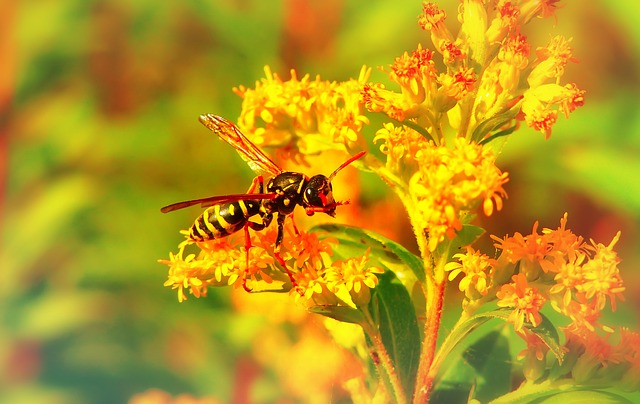 Osy nie takie złe! Czy należy zmienić społeczne postrzeganie tych owadów? | Pszczoly.eu