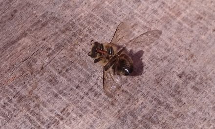 Wytrucie pszczół w pasiece Rafała Szeli: Znamy wyniki badań!