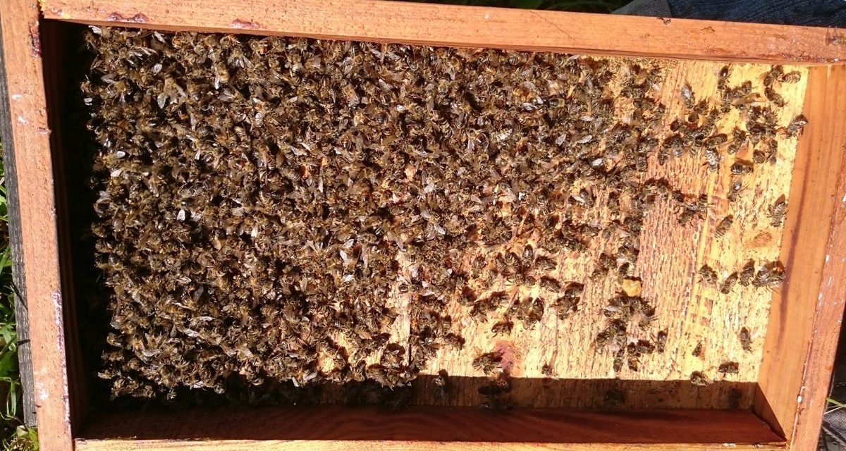 Kolejne informacje w sprawie wytrucia pszczół w pasiece Rafała Szeli | Pszczoly.eu
