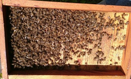 Kolejne informacje w sprawie wytrucia pszczół w pasiece Rafała Szeli | Pszczoly.eu