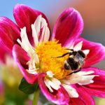 Konkurs “Małopolska Pszczoła” rozstrzygnięty | Pszczoly.eu
