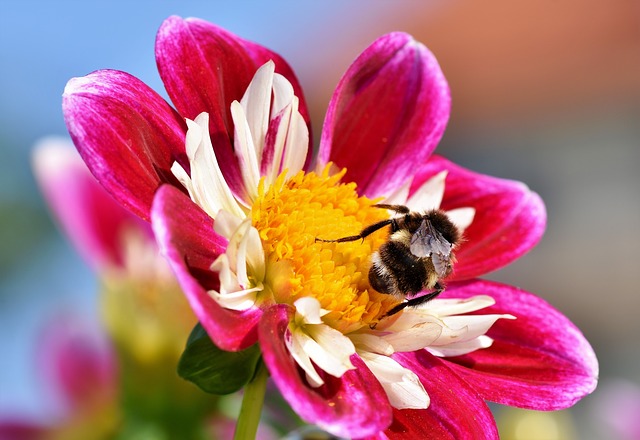 Konkurs „Małopolska Pszczoła” rozstrzygnięty | Pszczoly.eu