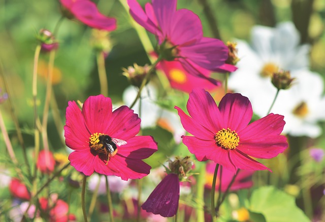 W Gogolinie powstaje pierwsza łąka kwietna | Pszczoly.eu