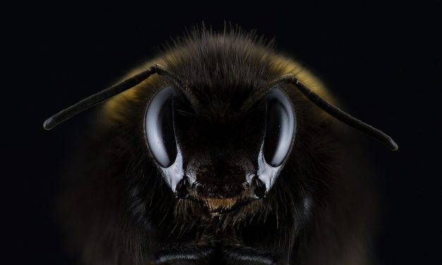 Genetycznie modyfikowana pszczoła. Trwają prace nad pszczołą GMO | Pszczoly.eu