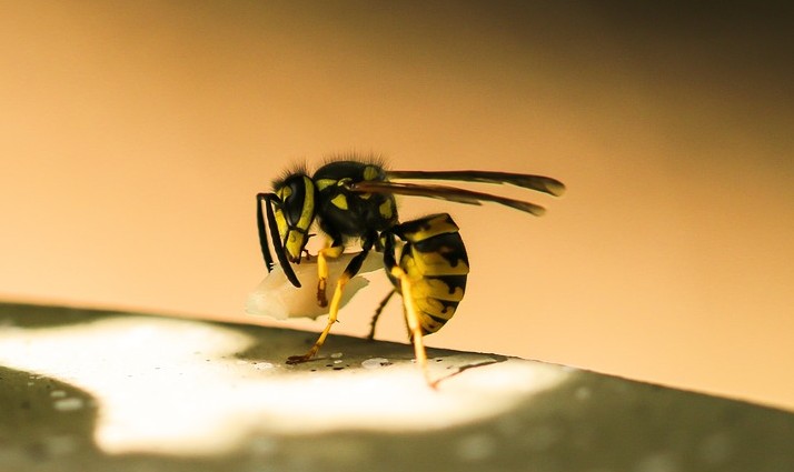 Trwają prace nad antybiotykiem z jadu osy | Pszczoly.eu
