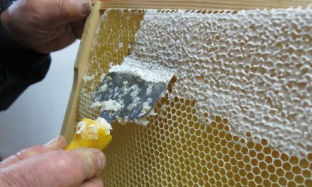 Wosk pszczeli | Portal pszczelarski – pszczoly.eu