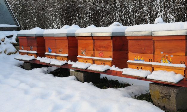Zimowy konkurs fotograficzny na zdjęcie… z pszczołą | Pszczola.eu