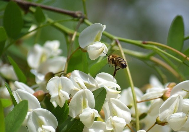Miód akacjowy – skład, charakterystyka, na co pomaga miód akacjowy | Pszczoly.eu