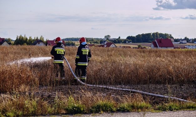 60 rodzin pszczelich zginęło na skutek wypalania nieużytków | Pszczoly.eu