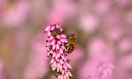 Miód wrzosowy – właściwości i charakterystyka miodu wrzosowego | Pszczoly.eu