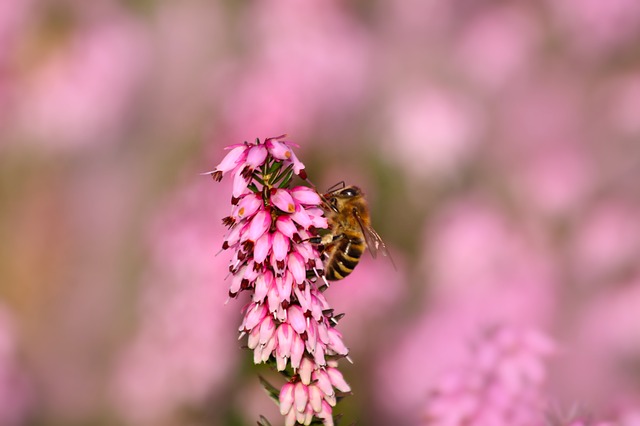 Miód wrzosowy – właściwości i charakterystyka miodu wrzosowego | Pszczoly.eu