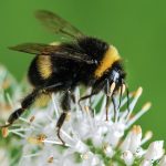 Trzmiele mogą się zarazić wirusami przenoszonymi przez pszczoły miodne | Pszczoly.eu