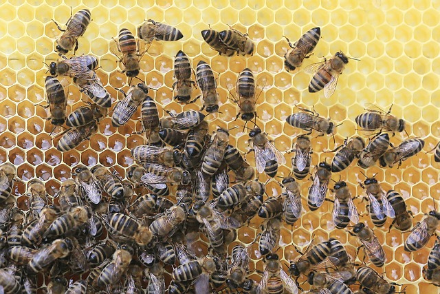 Wielki Dzień Pszczół w Złotowie