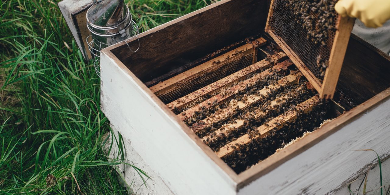 Sezon na kradzieże rodzin pszczelich trwa w najlepsze | Pszczoly.eu