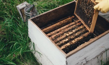 Sezon na kradzieże rodzin pszczelich trwa w najlepsze | Pszczoly.eu