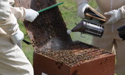 Przyjmowanie wniosków w konkursie “Małopolska Pszczoła” przedłużone | Pszczoly.eu