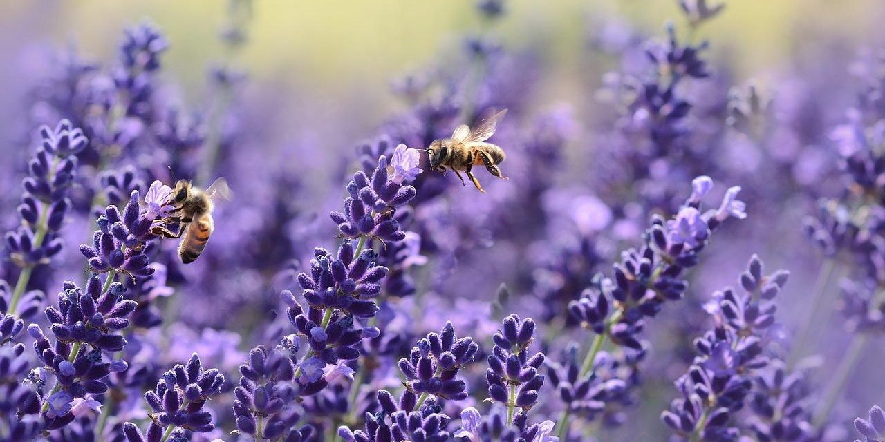 10 września trzecia edycja akcji „Gorzów dla pszczół – kwiaty dla pasażerów”