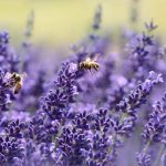 Gorzów dla pszczół – kwiaty dla pasażerów